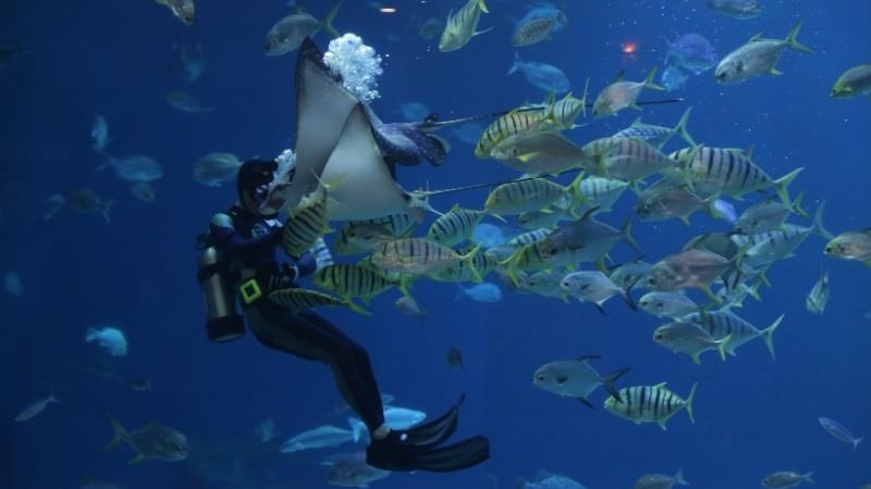 scuba-diving-in-malvan-tarkarli